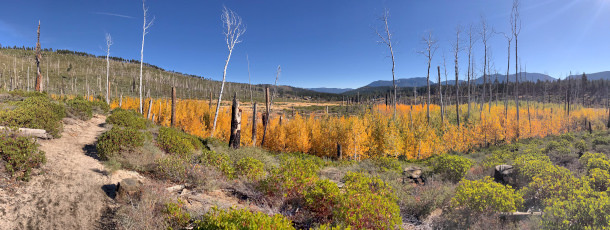 Angora Fire panoramic view 3 years later with aspen trees changing colors.